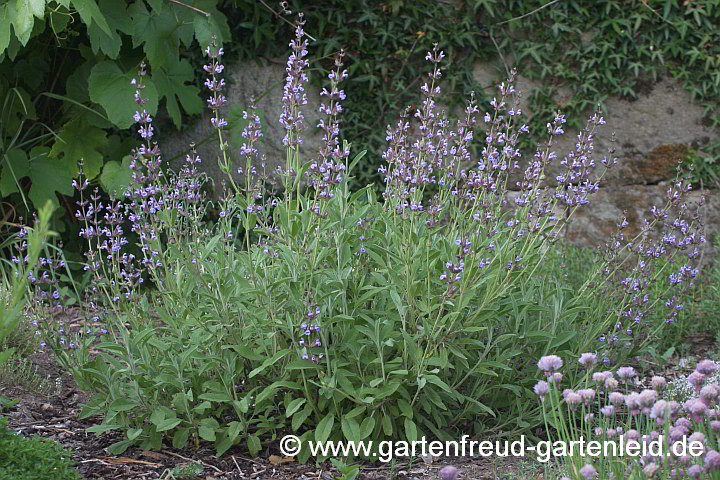 Salvia officinalis – Echter Salbei, Apotheker-Salbei