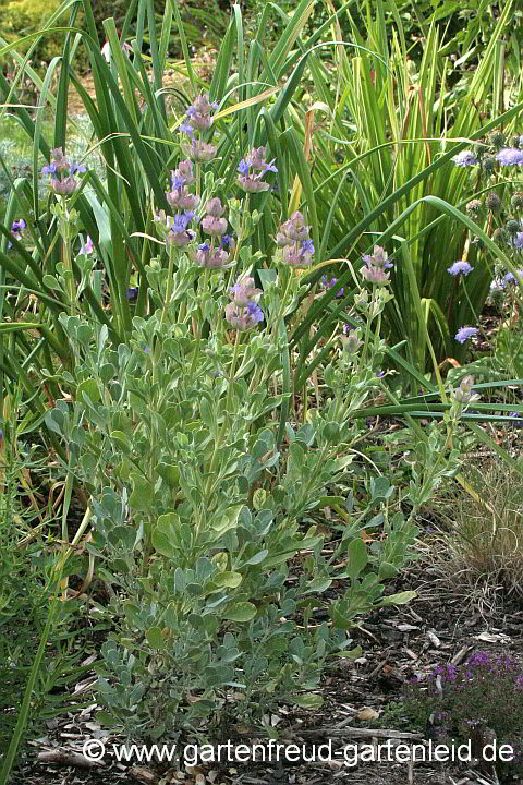 Salvia pachyphylla – Kalifornischer Salbei, Mojave-Salbei