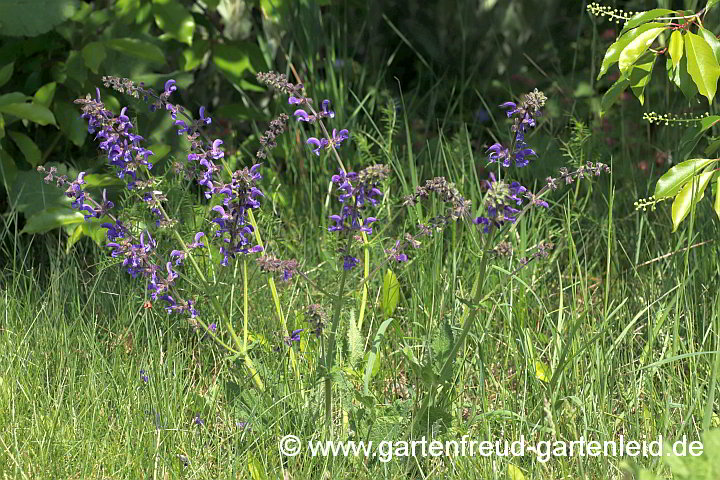 Salvia pratensis – Wiesen-Salbei