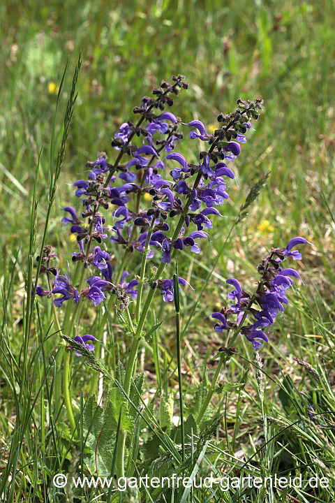 Salvia pratensis – Wiesen-Salbei