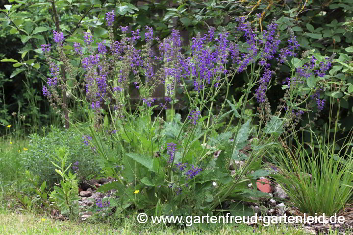 Salvia pratensis – Wiesen-Salbei