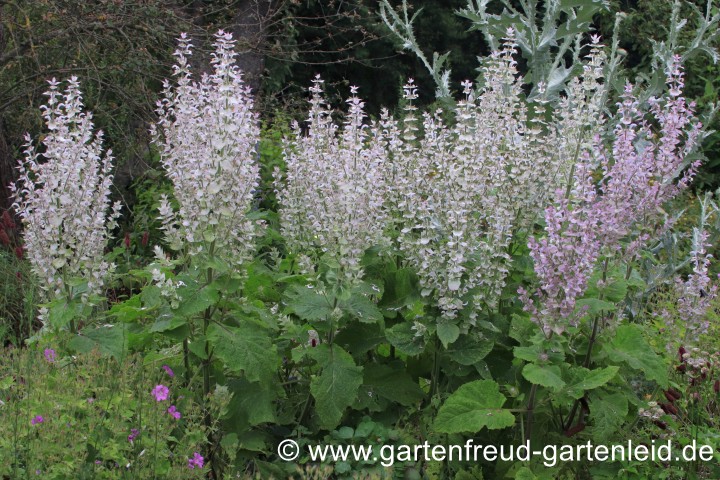 Salvia sclarea – Muskateller-Salbei