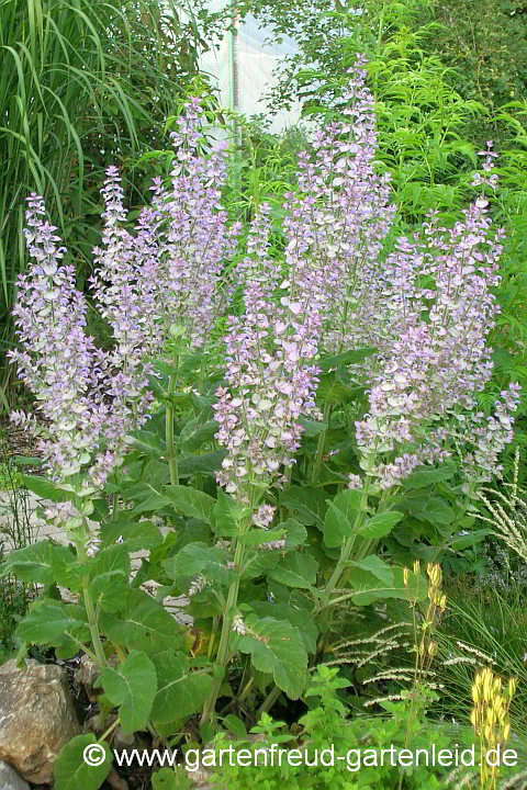 Salvia sclarea 'Turkestanica' – Muskateller-Salbei