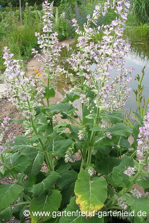 Salvia sclarea 'Turkestanica' – Muskateller-Salbei