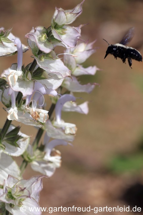 Holzbiene und Salvia sclarea 'Vatican White' (Muskateller-Salbei)