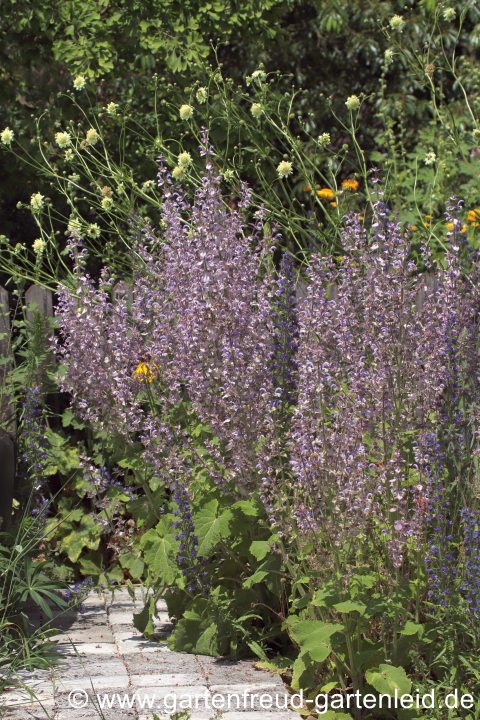 Salvia sclarea – Muskateller-Salbei
