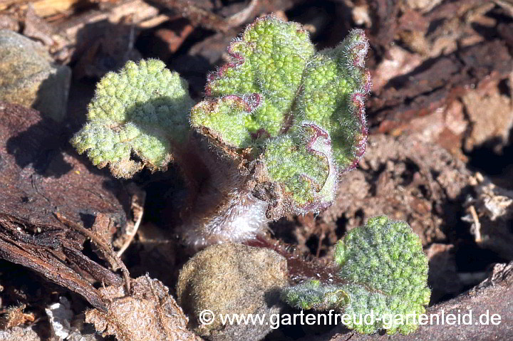 Salvia transsylvanica – Siebenbürgener Salbei, Austrieb