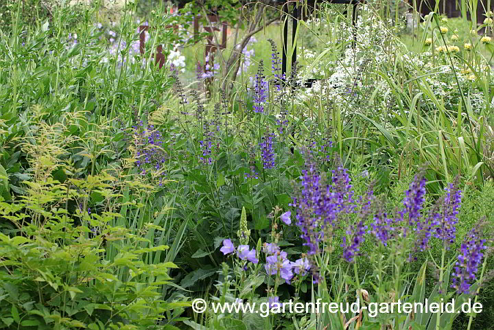 Salvia transsylvanica – Siebenbürgen-Salbei