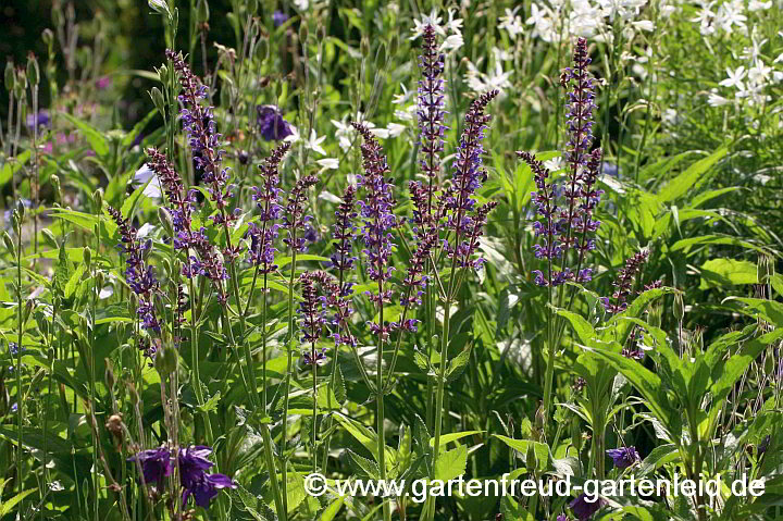 Salvia-Transsylvanica-Nemorosa-Hybride