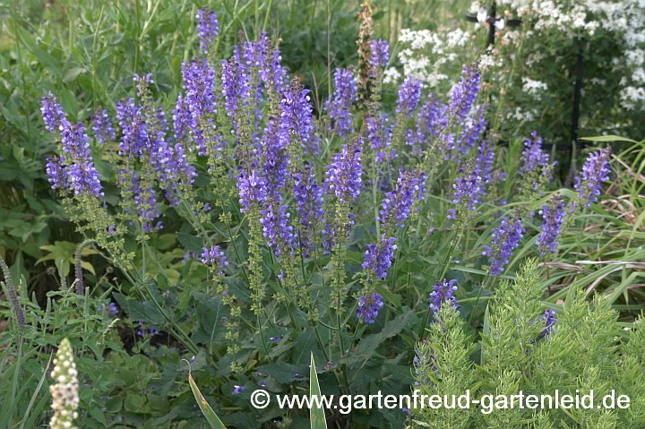 Salvia transsylvanica – Siebenbürgen-Salbei