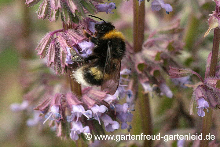 Salvia verticillata (Quirlblütiger Salbei) mit Erdhummel