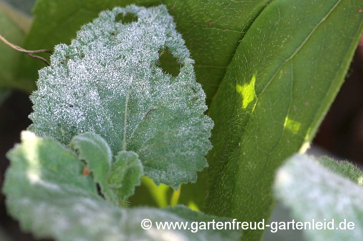 Salvia verticillata (Quirlblütiger Salbei) – mit Echtem Mehltau