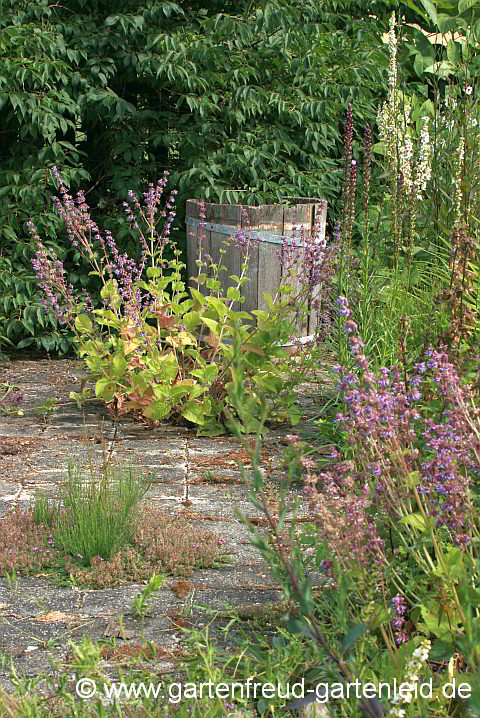 Salvia verticillata – Quirlblütiger Salbei