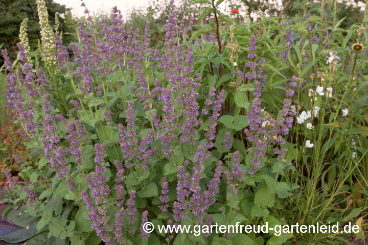 Salvia verticillata – Quirlblütiger Salbei