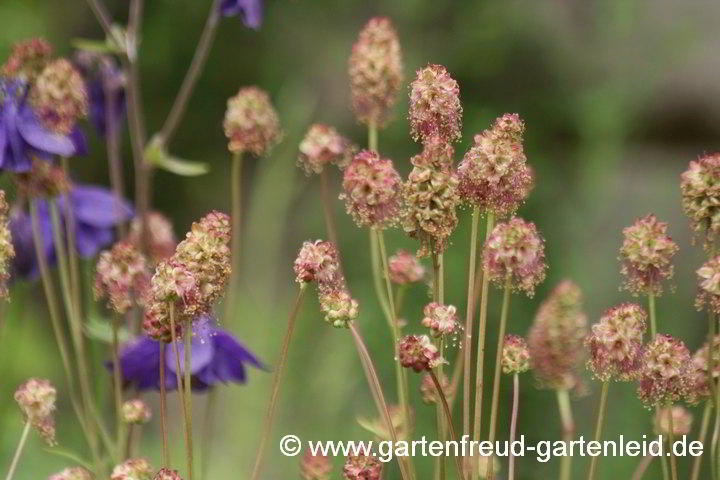 Sanguisorba minor (Kleiner Wiesenknopf) – verblühte Blütenstände