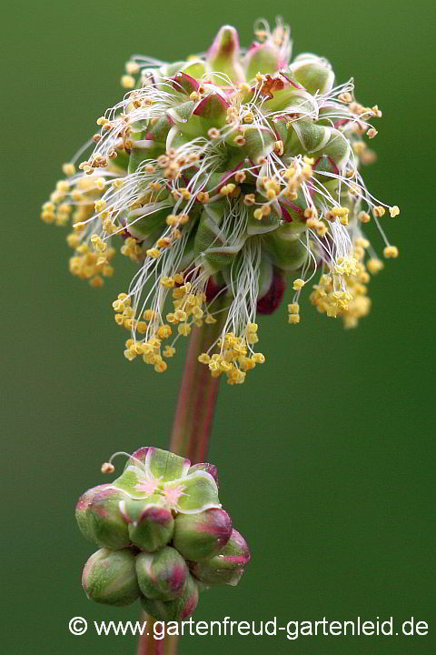 Sanguisorba minor (Kleiner Wiesenknopf) – Kleiner Wiesenknopf, Blüten