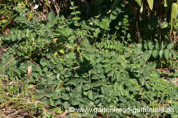 Sanguisorba minor (Kleiner Wiesenknopf) – Horst