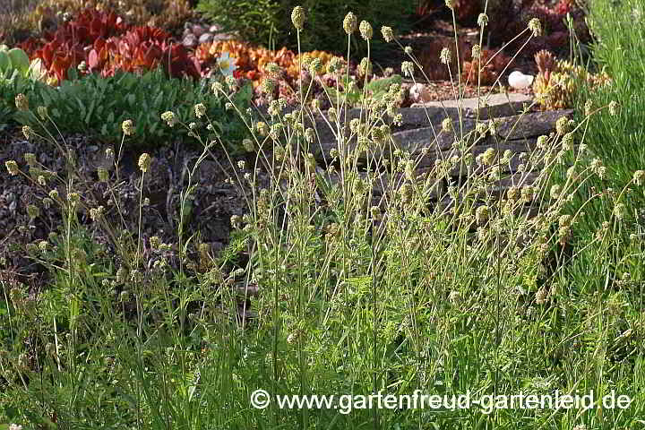 Sanguisorba minor – Kleiner Wiesenknopf