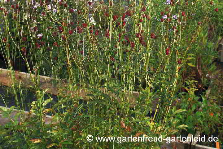 Sanguisorba officinalis – Großer Wiesenknopf