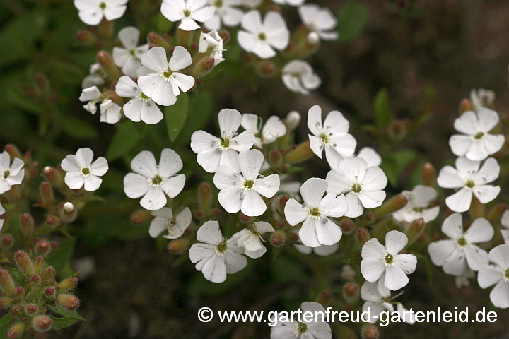 Saponaria ocymoides 'Alba' – Kleines Seifenkraut