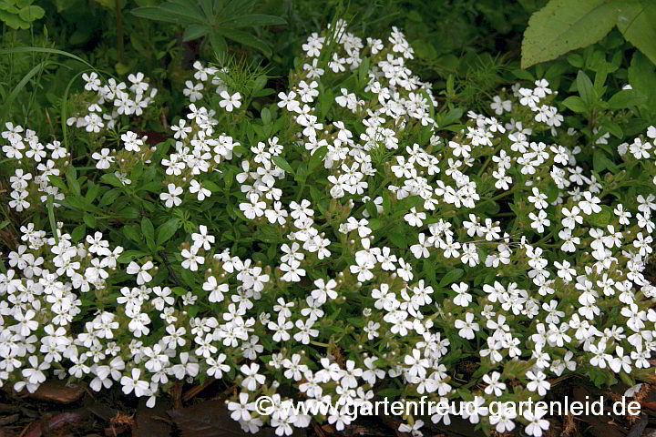 Saponaria ocymoides 'Alba' – Kleines Seifenkraut