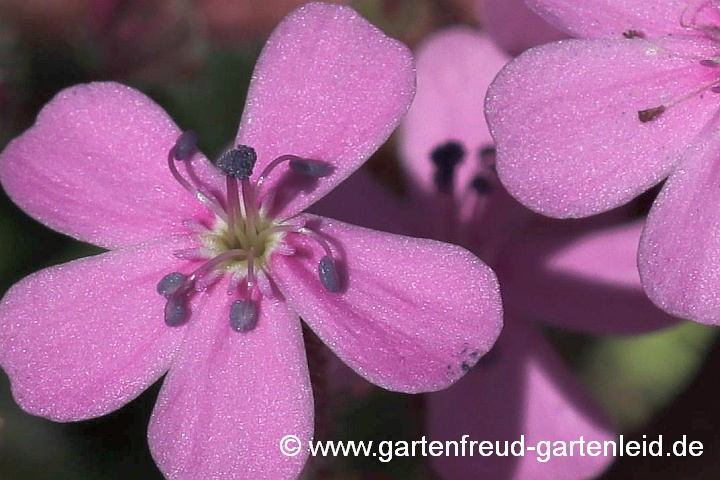 Hat blauen Pollen: Saponaria ocymoides (Kleines Seifenkraut)