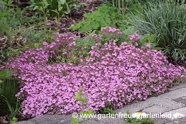 Saponaria ocymoides – Kleines Seifenkraut