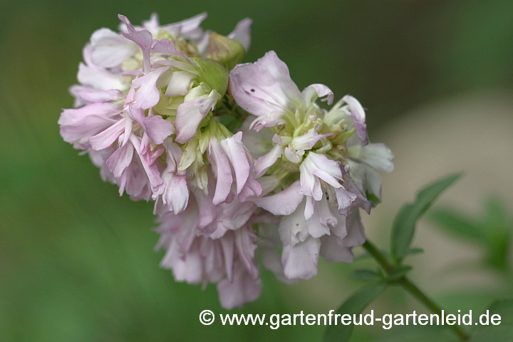 Saponaria officinalis 'Plena' – Echtes Seifenkraut