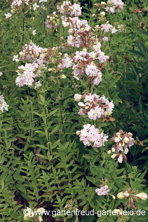 Saponaria officinalis 'Plena' – Echtes Seifenkraut