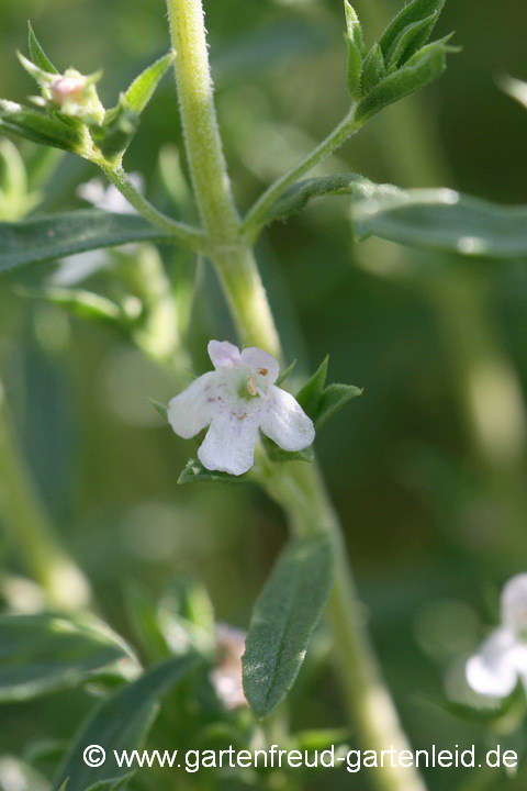 Satureja montana – Berg-Bohnenkraut