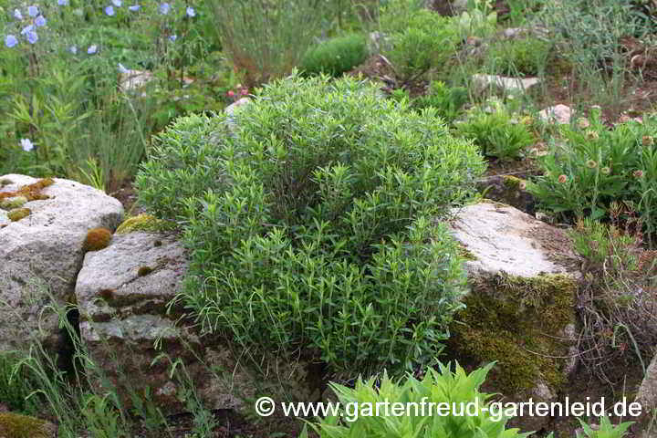 Satureja montana – Berg-Bohnenkraut