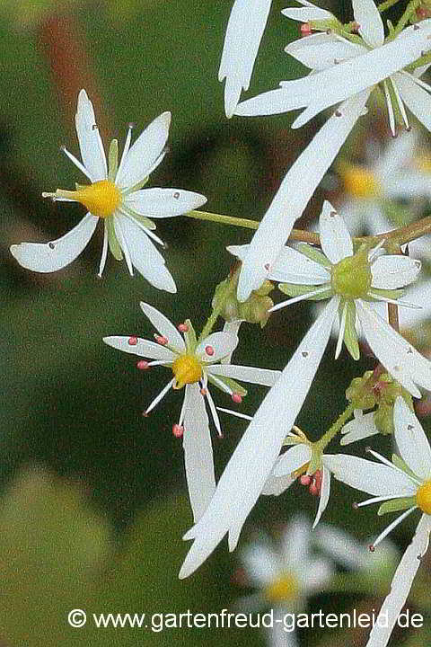 Saxifraga fortunei 'Rubrifolia' – Herbst-Steinbrech, Oktoberle
