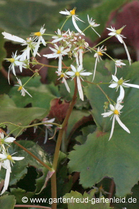 Saxifraga fortunei 'Rubrifolia' – Herbst-Steinbrech, Oktoberle