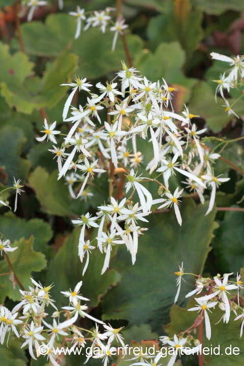Saxifraga fortunei 'Rubrifolia' – Herbst-Steinbrech, Oktober-Steinbrech, Oktoberle
