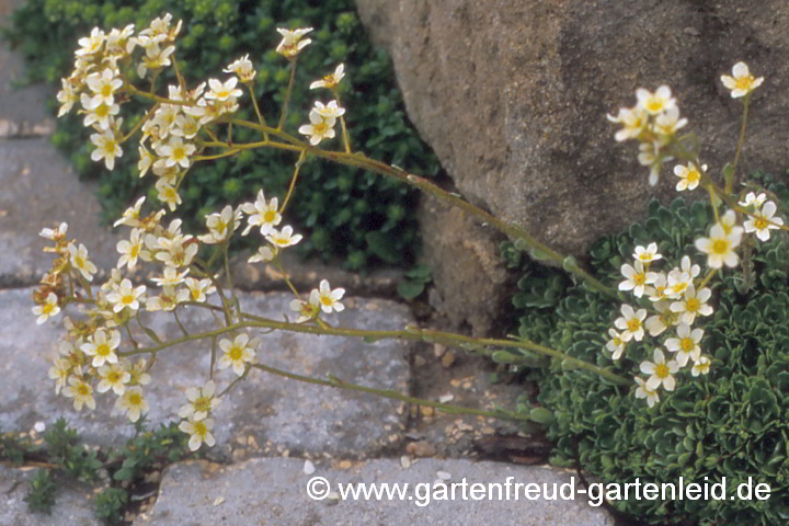 Saxifraga paniculata 'Lutea' – Trauben-Steinbrech