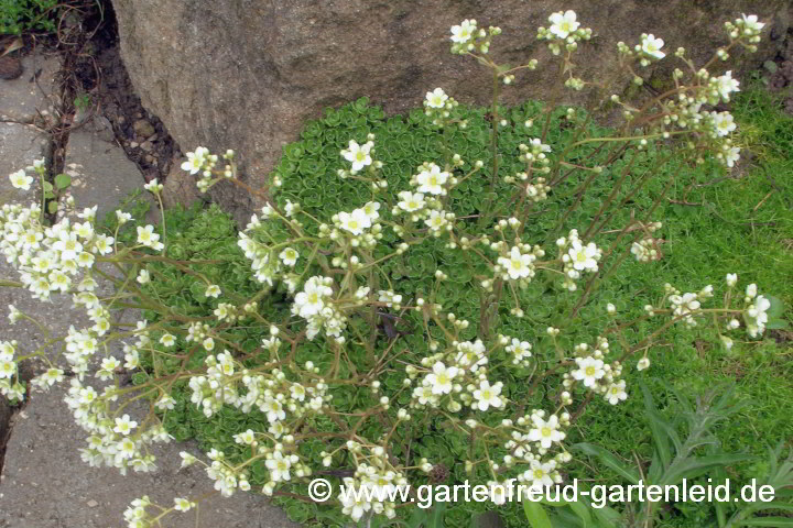 Saxifraga paniculata 'Lutea' – Trauben-Steinbrech