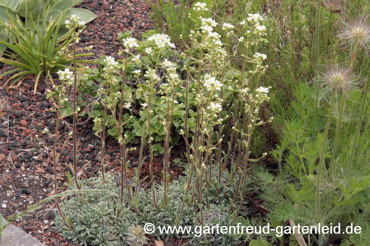 Saxifraga paniculata 'Rex' – Trauben-Steinbrech