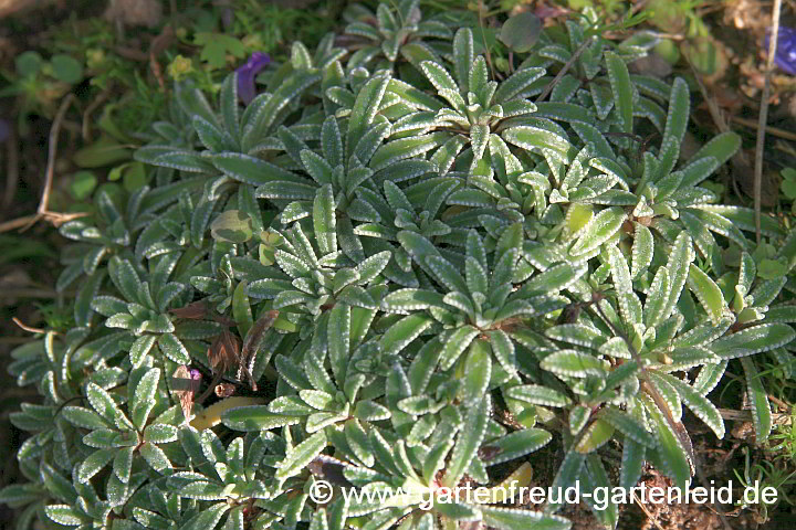 Saxifraga paniculata 'Rex' (Trauben-Steinbrech) – Laub
