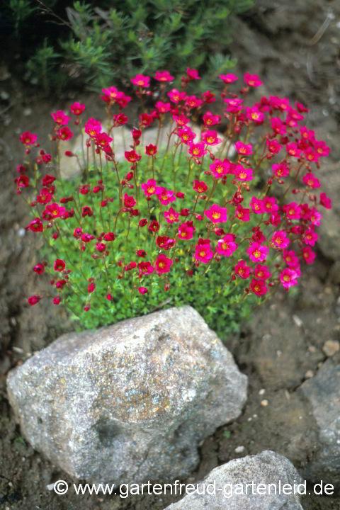 Saxifraga x arendsii – Moos-Steinbrech