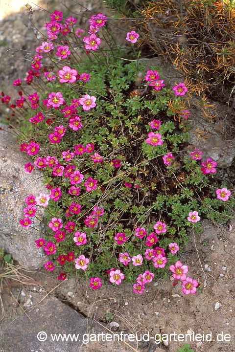 Saxifraga x arendsii – Moos-Steinbrech