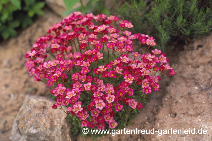 Saxifraga x arendsii – Moos-Steinbrech