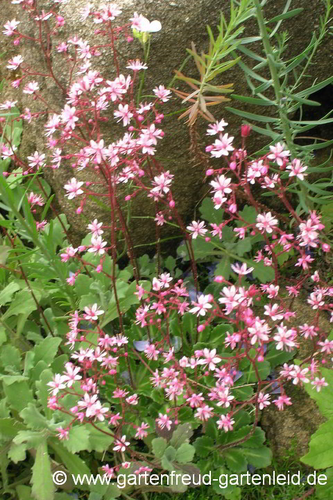 Saxifraga x urbium 'Elliott`s Variety' – Porzellanblümchen