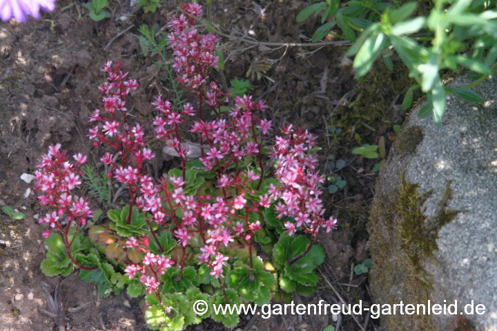 Saxifraga x urbium 'Elliott`s Variety' – Porzellanblümchen