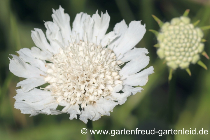 Scabiosa caucasica 'Perfecta Alba' &ndash; Gro&szlig;e Skabiose, Bl&uuml;ten