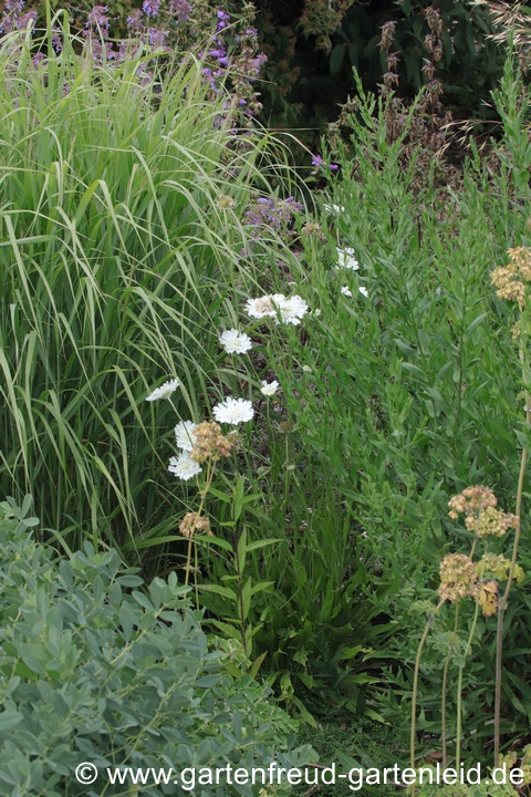 Scabiosa caucasica 'Perfecta Alba' &ndash; Gro&szlig;e Skabiose