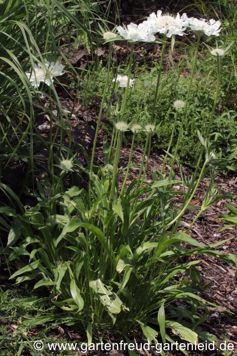 Scabiosa caucasica 'Perfecta Alba' &ndash; Hohe, Gro&szlig;e oder Kaukasische Skabiose