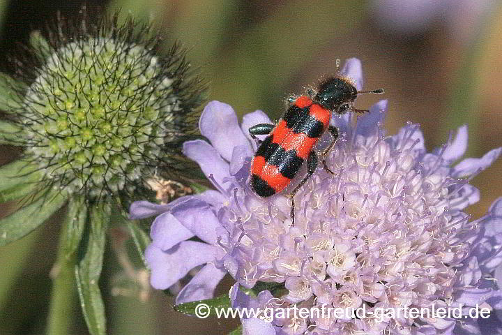 Gewöhnlicher Bienenkäfer auf Scabiosa columbaria 'Nana' (Tauben-Skabiose)