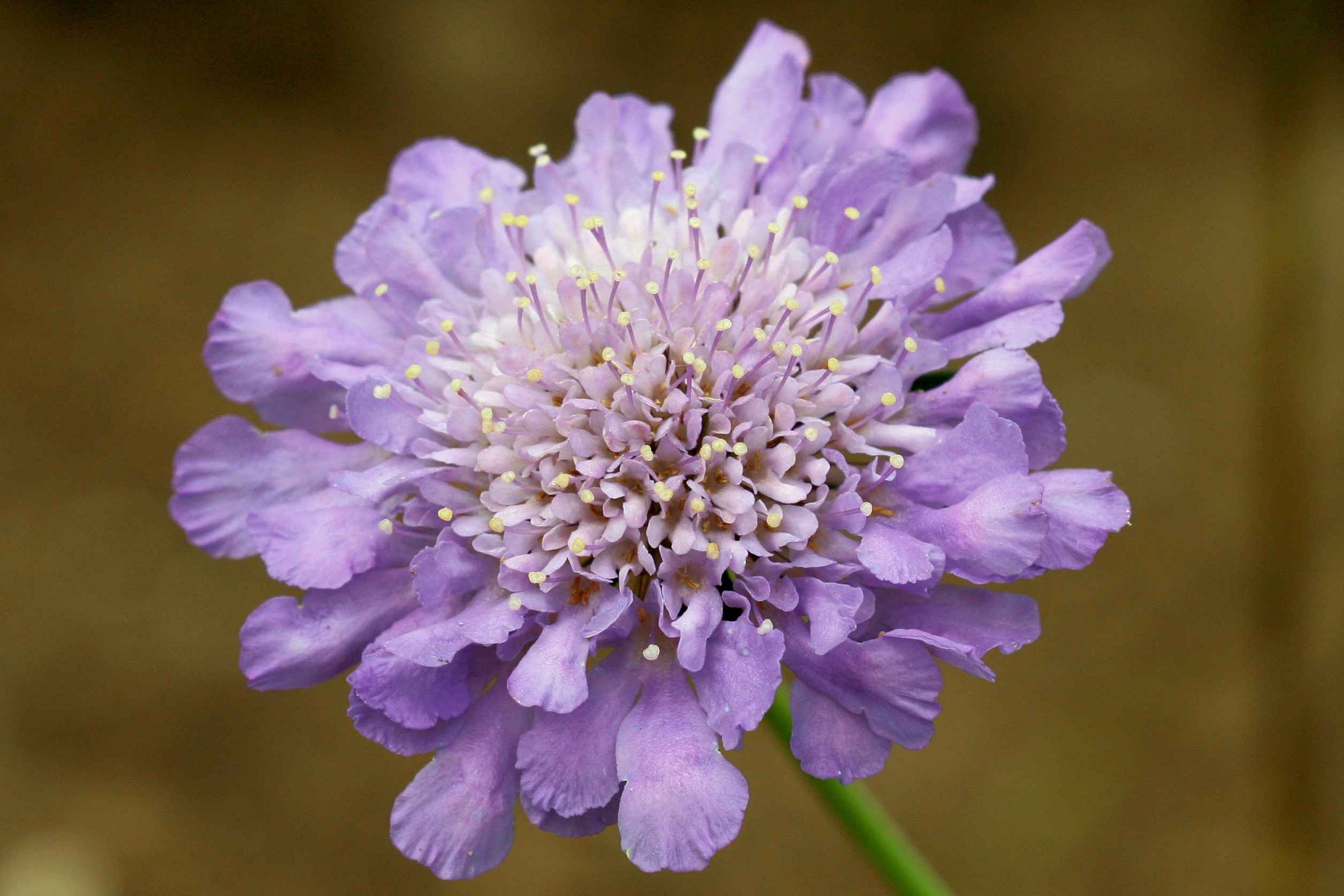 Scabiosa columbaria 'Butterfly Blue' (Tauben-Skabiose) &ndash; Bl&uuml;te