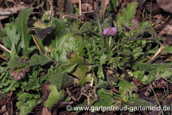 Scabiosa columbaria 'Butterfly Blue' (Tauben-Skabiose) Mitte M&auml;rz