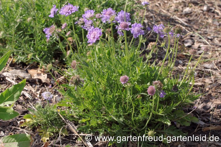 Scabiosa columbaria 'Butterfly Blue' &ndash; Tauben-Skabiose, Gew&ouml;hnliche Skabiose, Tauben-Grindkraut